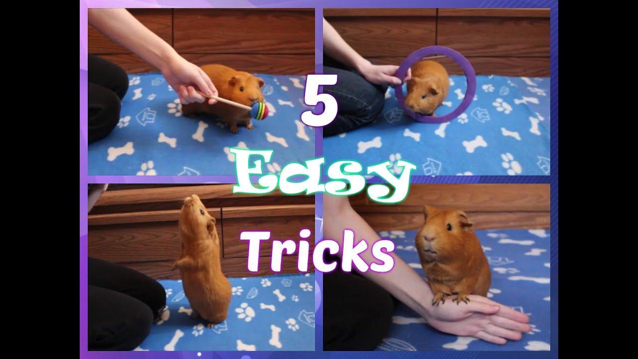 5 Easy Tricks To Teach Your Guinea Pig First