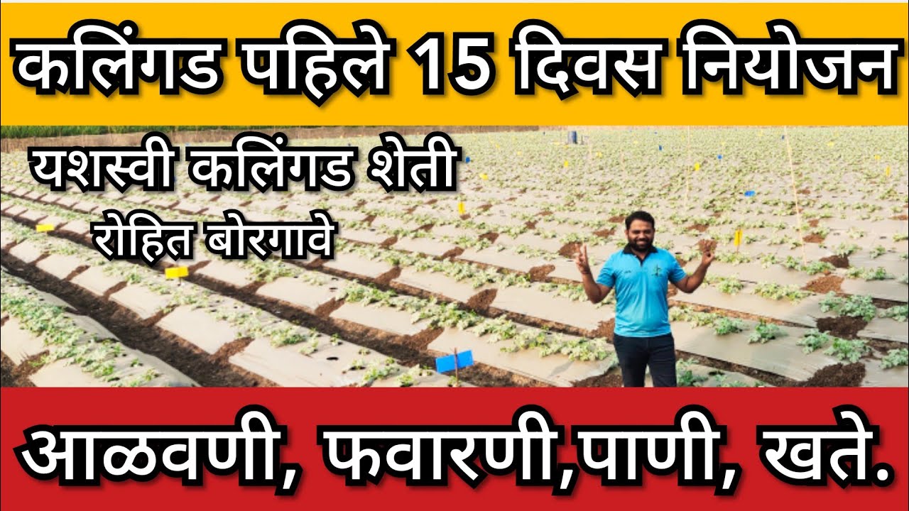 कलिंगड पाहिले 15 दिवस नियोजन |फवारणी, आळवणी, पाणी |kalingd pahile 15 divas | #watermelon #kalingd