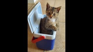 ASMR | Writing Sounds & Cat Pictures (No Talking) screenshot 5