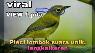 Pleci lombok suara unik, langkalkeren