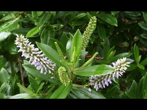 Video: Arbustos Hebe: cultivar y plantar Hebe en el jardín