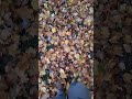 Шелест осенних листьев под ногами. Золотая осень. Звук  листвы.  #nature #travel #autumn #asmrvideo