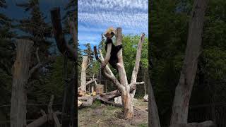 Grizzly Bear Cubs Climbing