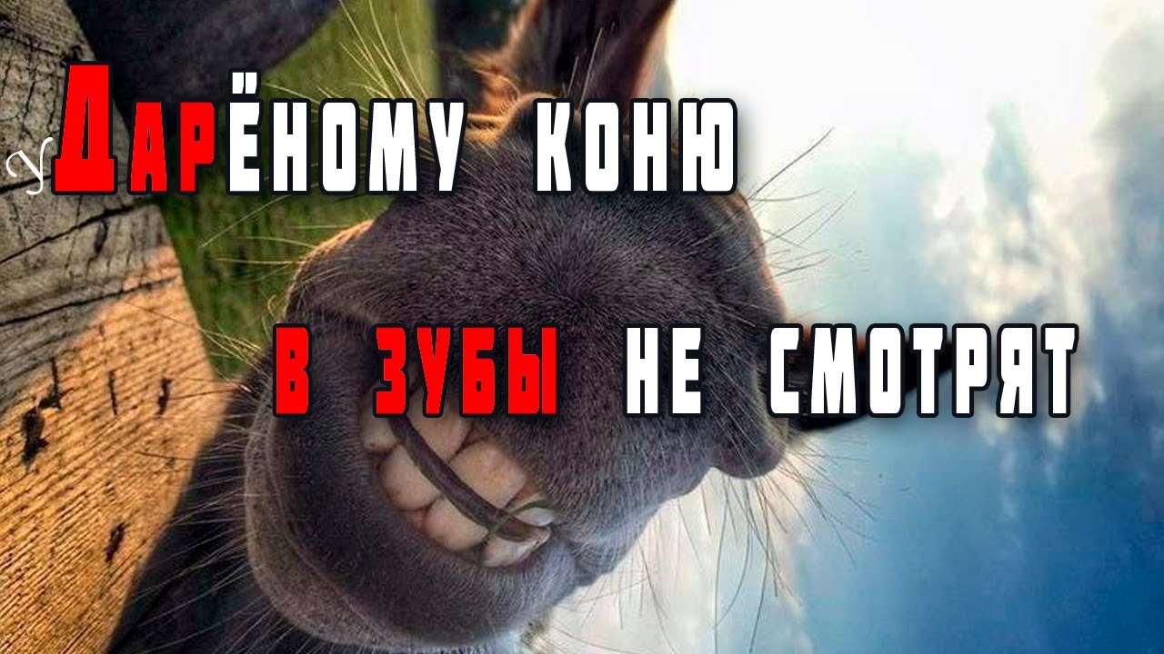 Дарёному коню в зубы не смотрят - YouTube