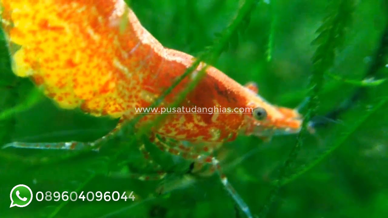 BEGINI Proses Kelahiran Anak Udang Hias Red Cherry Pusat Udang Hias