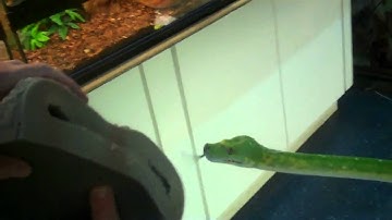 FOAMY AND HIS  FEMALE BIAK GREEN TREE PYTHON