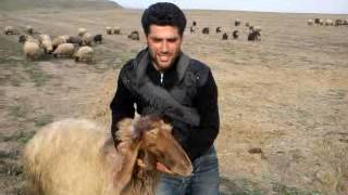 Aslan Koş Kulaklara Dikkat