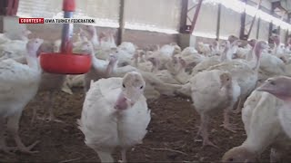 Iowa farmers not panicking over avian flu outbreak in Indiana
