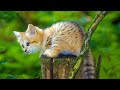 Extremely soothing cat therapy music  cat music for deep relaxation and sleep