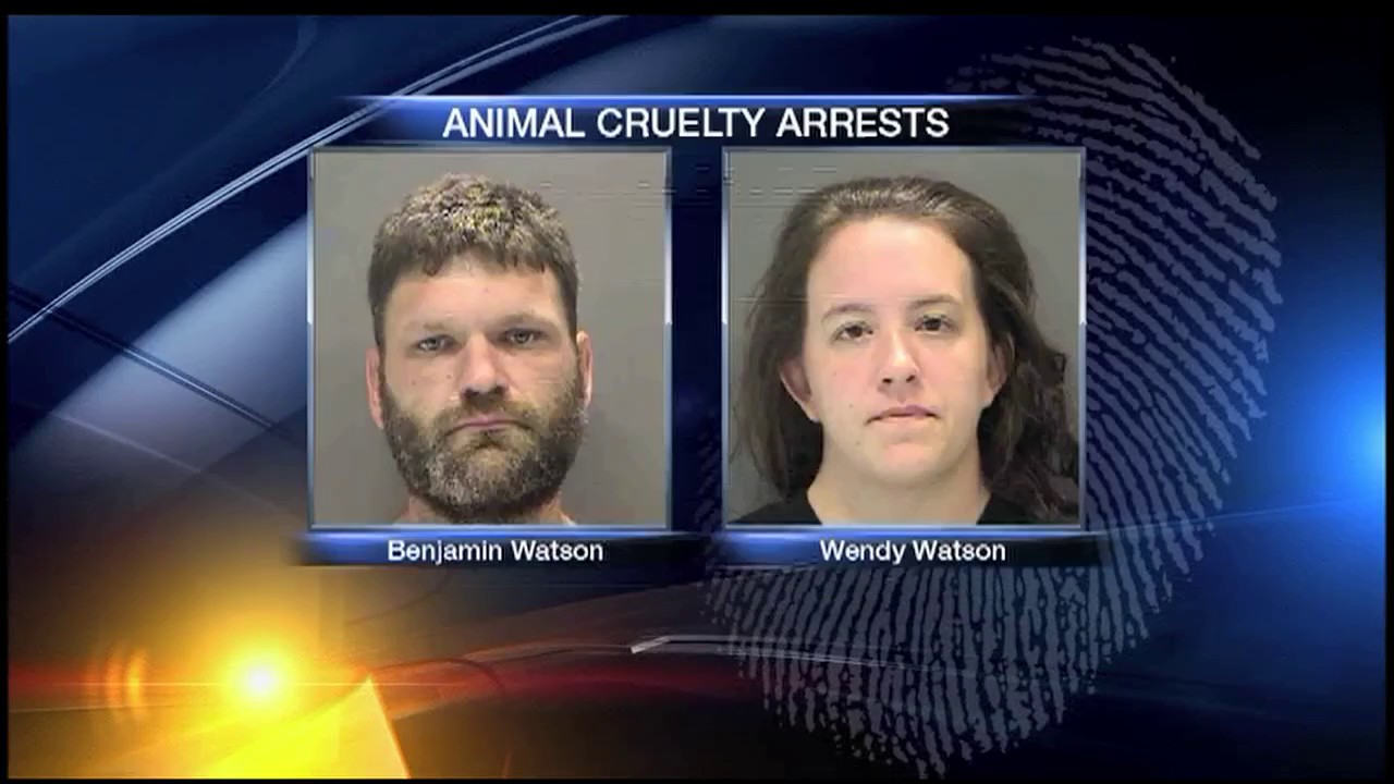 Animal Cruelty arrests