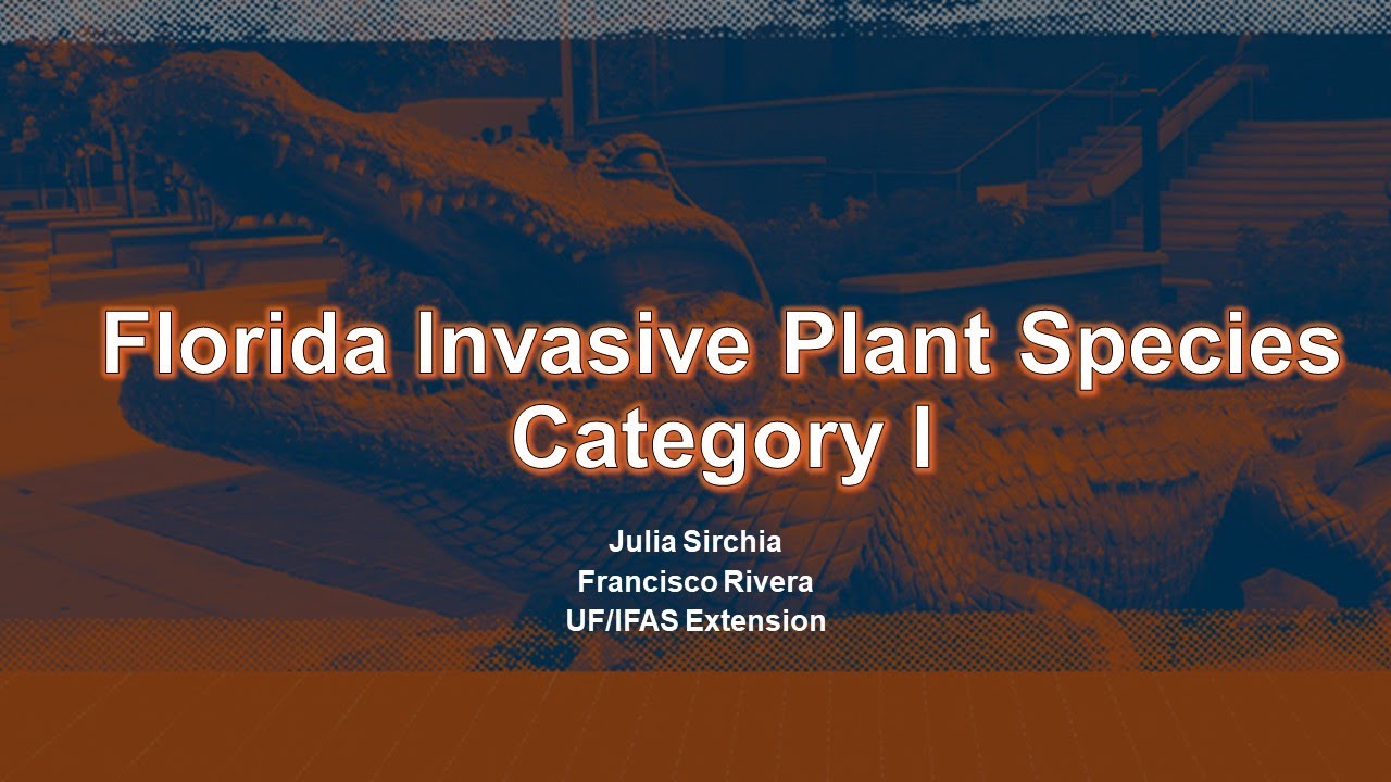 Florida Invasive Plant Species List Category I YouTube Florida Invasive Plant Species List Category I YouTube
