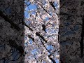 春の気まぐれ散歩道 🚶♂️ 桜の花に野鳥のさえずり
