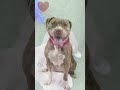🚨 Bella has been in a shelter for 475 days 😢