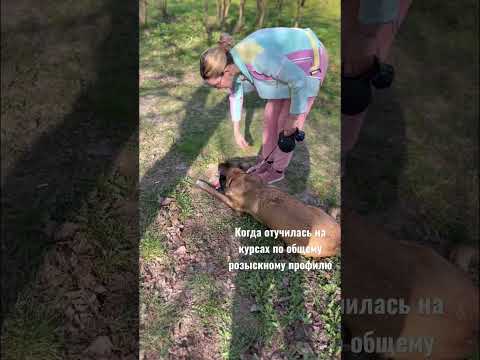 Поисковая собака, розыскной профиль, учебный центр кинологии