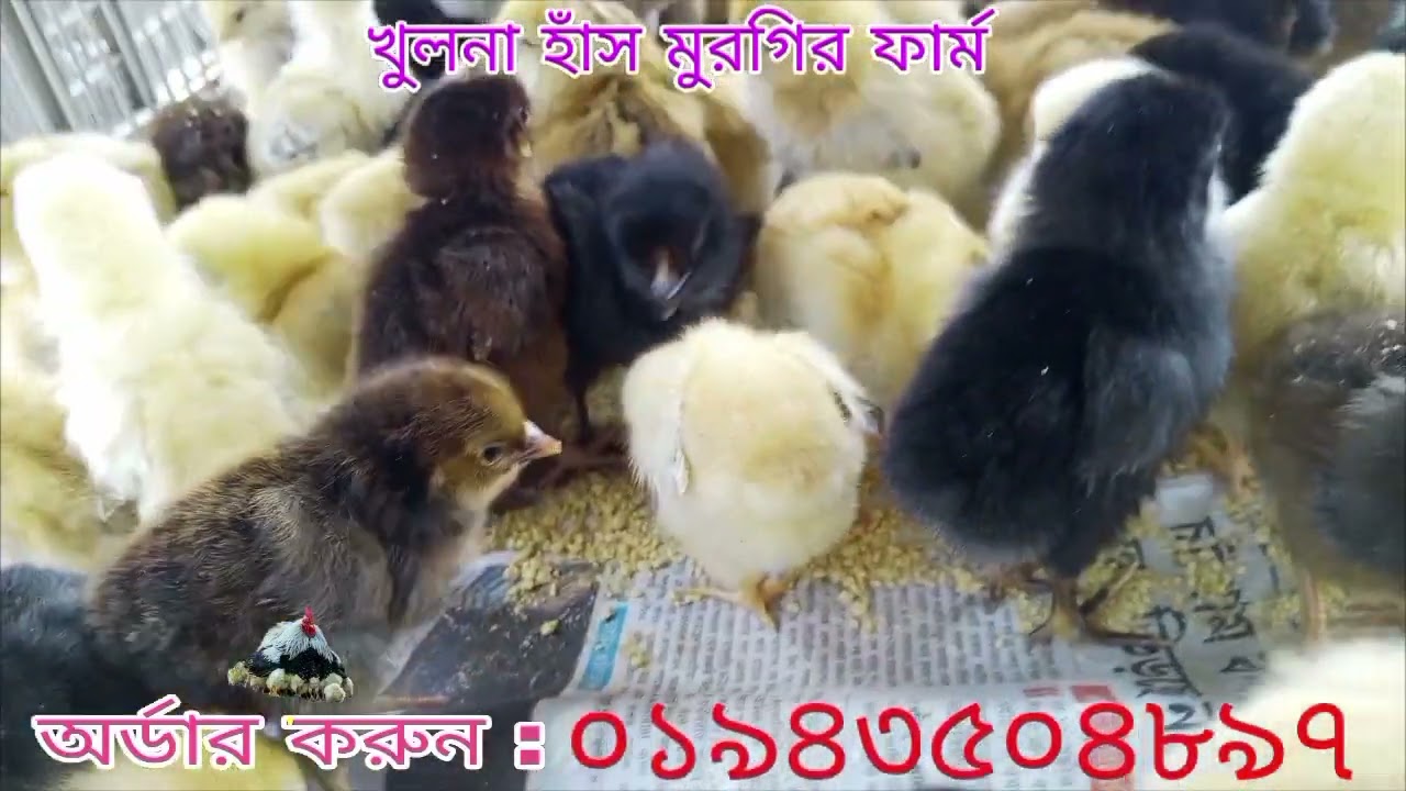 একদিন বয়সী সুপার হাইব্রিড সোনালি মুরগির বাচ্চা #chicken#chicken farm #chicken business..