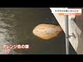 住宅街の水路に“エイ” 川にいるのはなぜ? 尾にある「毒」に注意