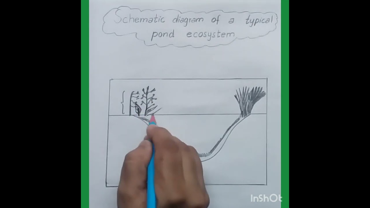 Draw a a pond ecosystem showing its different components - Brainly.in