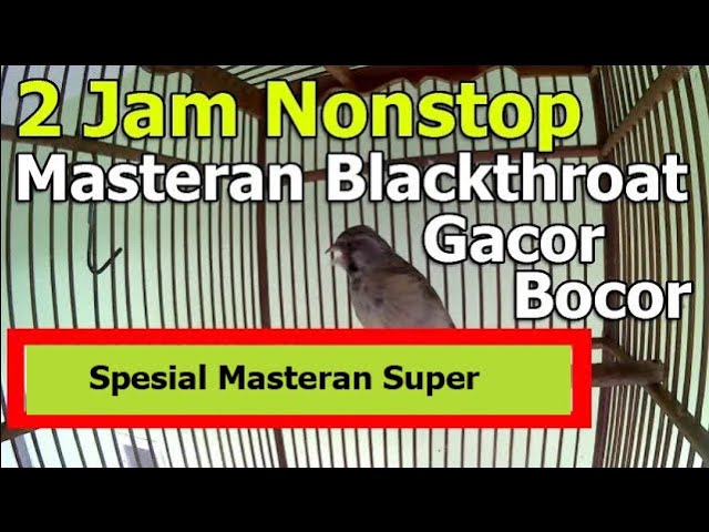 Blackthroat Juara Nasional - Masteran Blackthroat Gacor - Bocor Dorr | Super Gacor class=