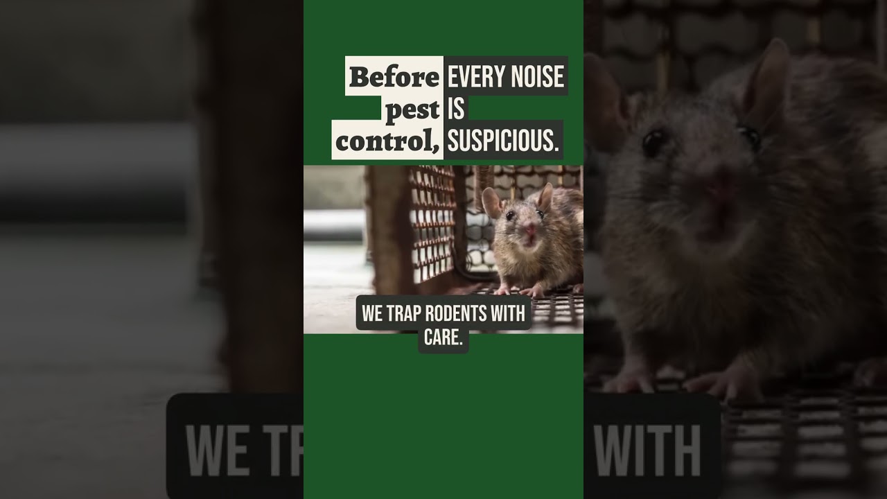 Before pest control,