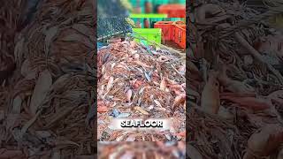 This Fishing Method Destroys the Ocean Floor Bottom Trawling