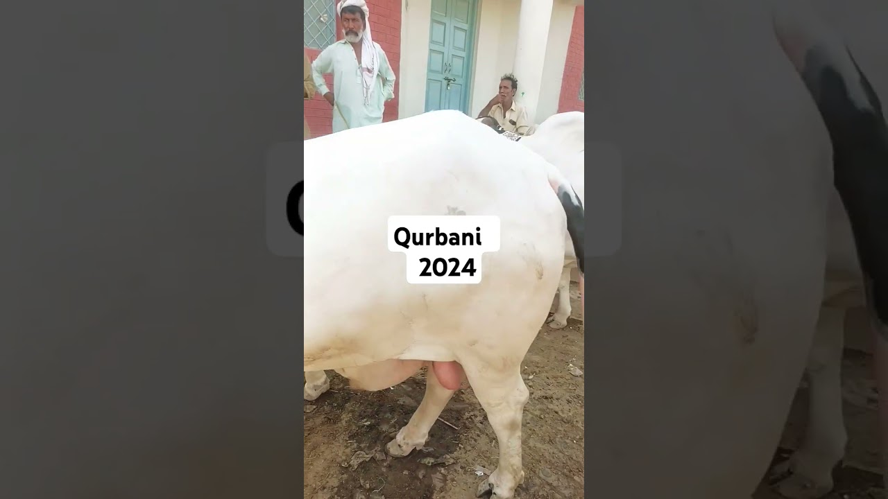 Qurbani 2024(