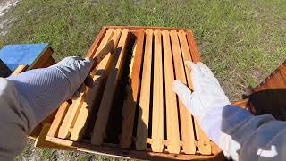 10 13 25 Mini Harvest