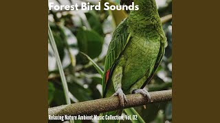 Hushed Forest Dawn Soundtrack