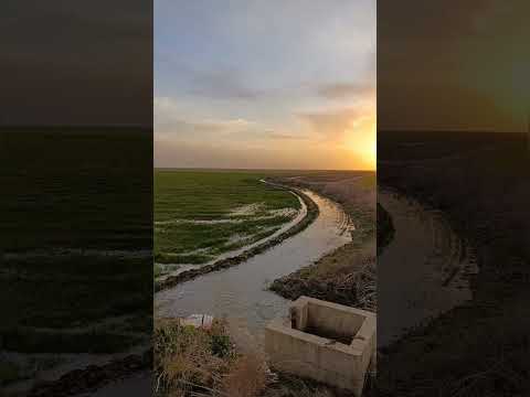 آبیاری گندم رقم تکتاز بصورت غرقاب  ترکمن صحرا  محصولات  کشاورزی