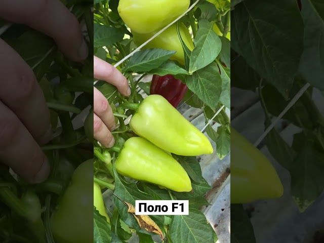 Високопродуктивний та універсальний гібрид перцю ПОЛО F1 🌶️🫑 є тут хто по перчикам?