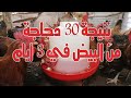 تربية الدجاج البلدي هذه هي نتيجة 30 دجاجة من البيض في ثلاث أيام والأسباب بسيطة 