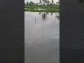 Suasana di lokasi mancing #bandengbabon #tambakbandeng #ikannila #shorts #vlog #semuaorang