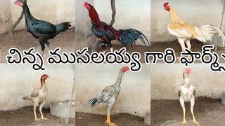 చిన్న ముసలయ్య గారి ఫార్మ్స్ 7780722788