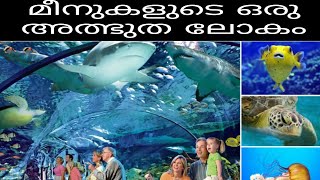 Ripley's Aquarium of Canada Malayalam Video #canada #ontario #malayalam #toronto #barrie