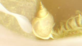 La Chaleur Laasvorsky