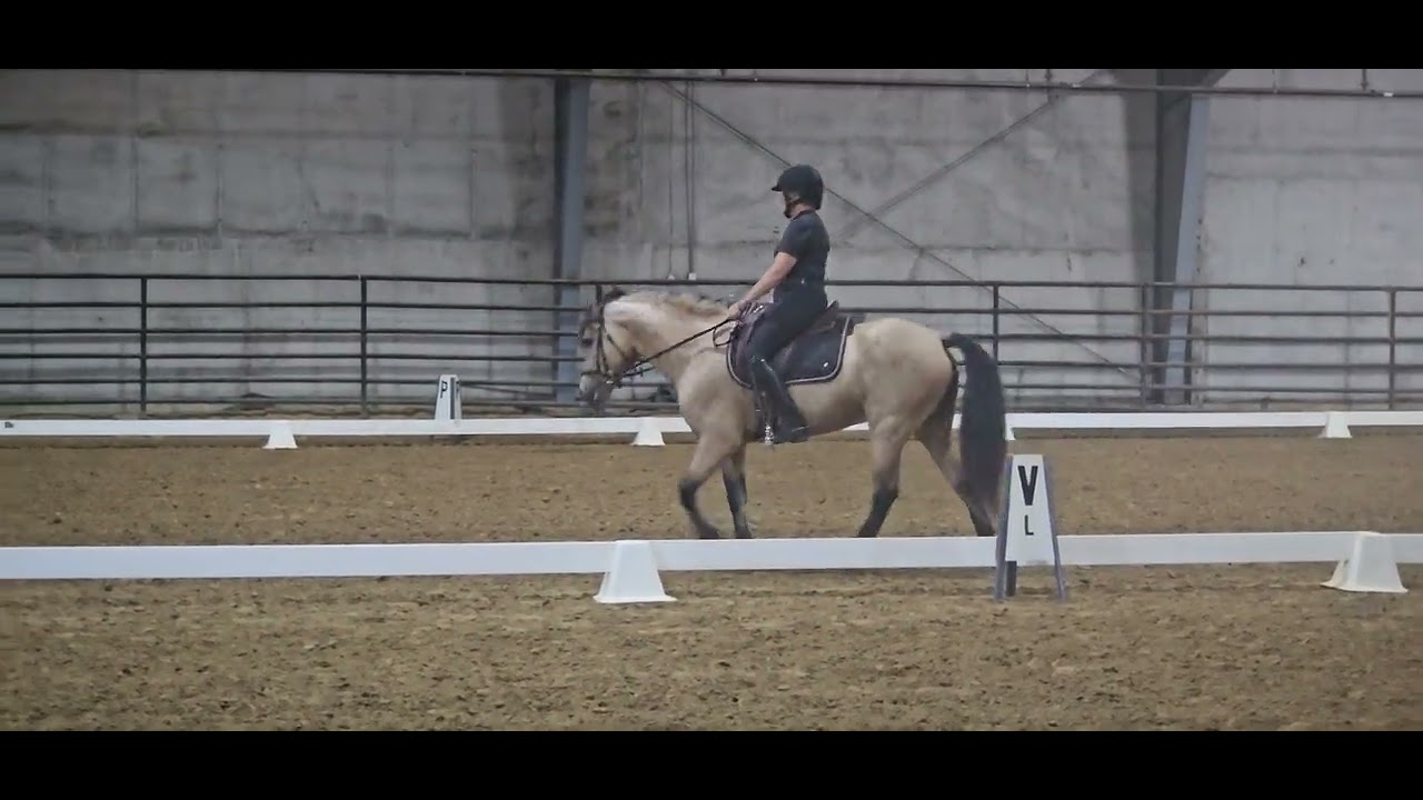 Devon Ridge Tresor D'or - Margaret Kitts - First Level Test 1 - YouTube