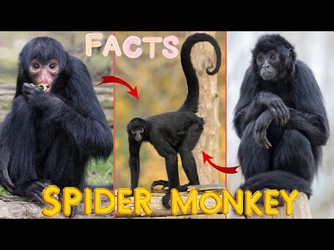 Spider Monkeys Mating In Secrecy Like Humans