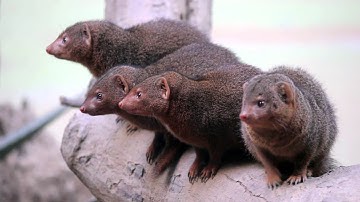 The Dwarf Mongoose