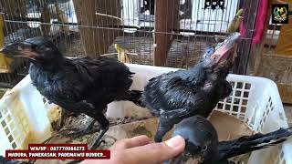 Stock ratusan ready dikios putra gocay Madura....