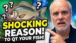 The Hidden Dangers of Not Quarantining Your Fish (The #1 Reason Will Amaze You)