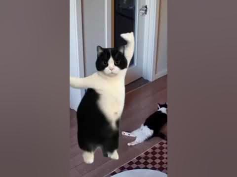 Braziliya karnaval pornosi: semiz odamlar Skyrim mavzusidagi porno sanat