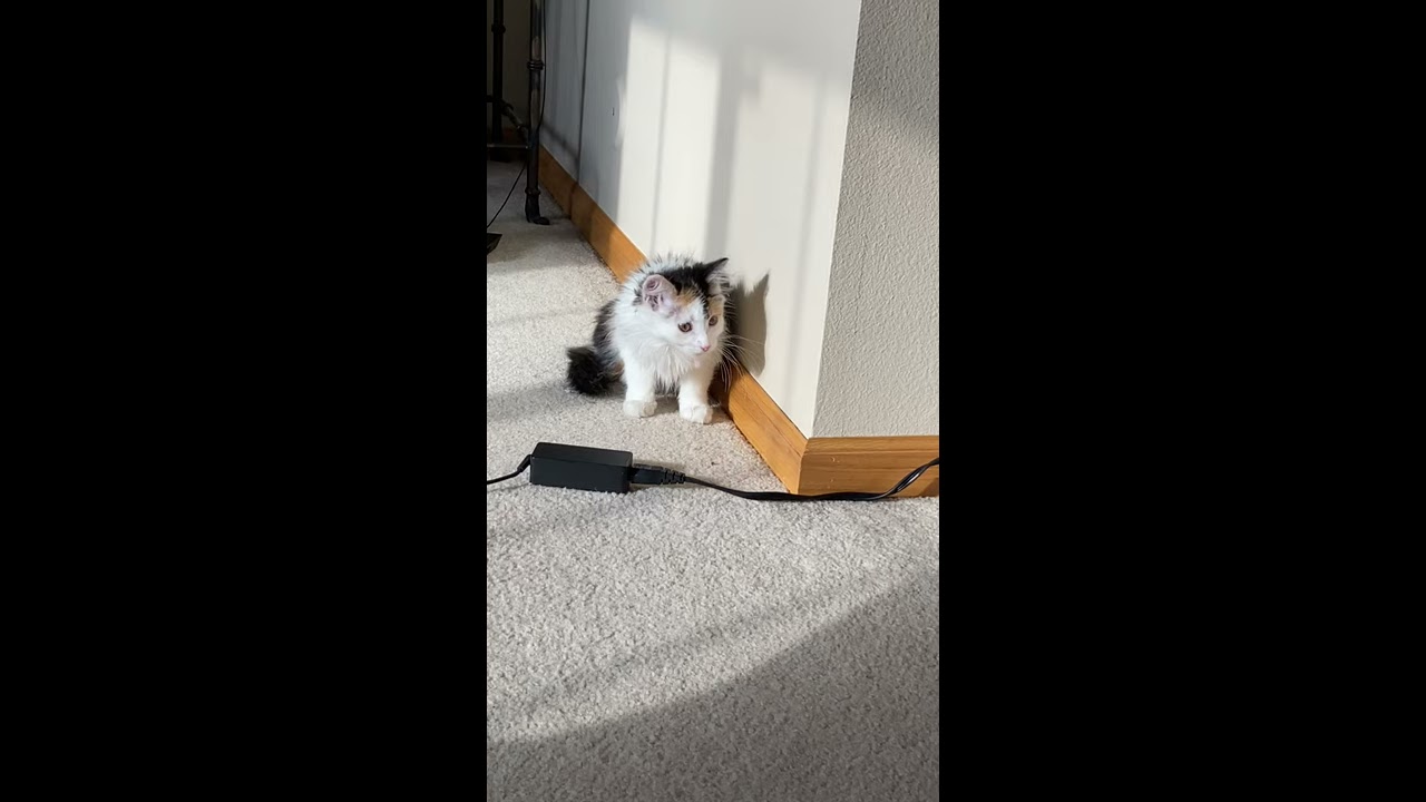 12 Week Old Cat Has Muscle Spasms seizure YouTube 12 Week Old Cat Has Muscle Spasms seizure YouTube