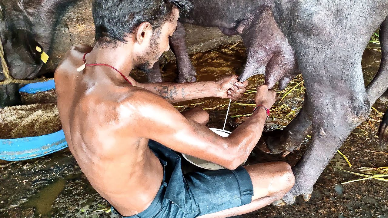 Buffalo Milking By Hand  Murrah Buffalo  Buffalo Milk  How To Milk A Buffalo in Dairy Farm