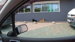 Homeless Dogs are Waiting at Parking Lot for Someone to Help them