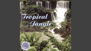 Rainforest Rhythms