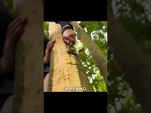 Как делают корицу из молодых веточек