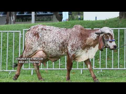LOTE 14 A   VIRGINIA FIV F  MUTUM