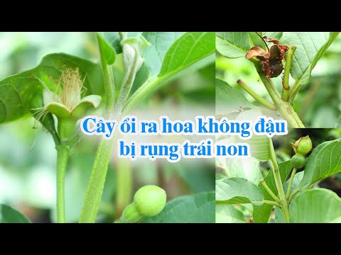 Video: Tại Sao Cây Ổi Của Tôi Không Ra Quả: Làm Thế Nào Để Cây Ổi Ra Quả