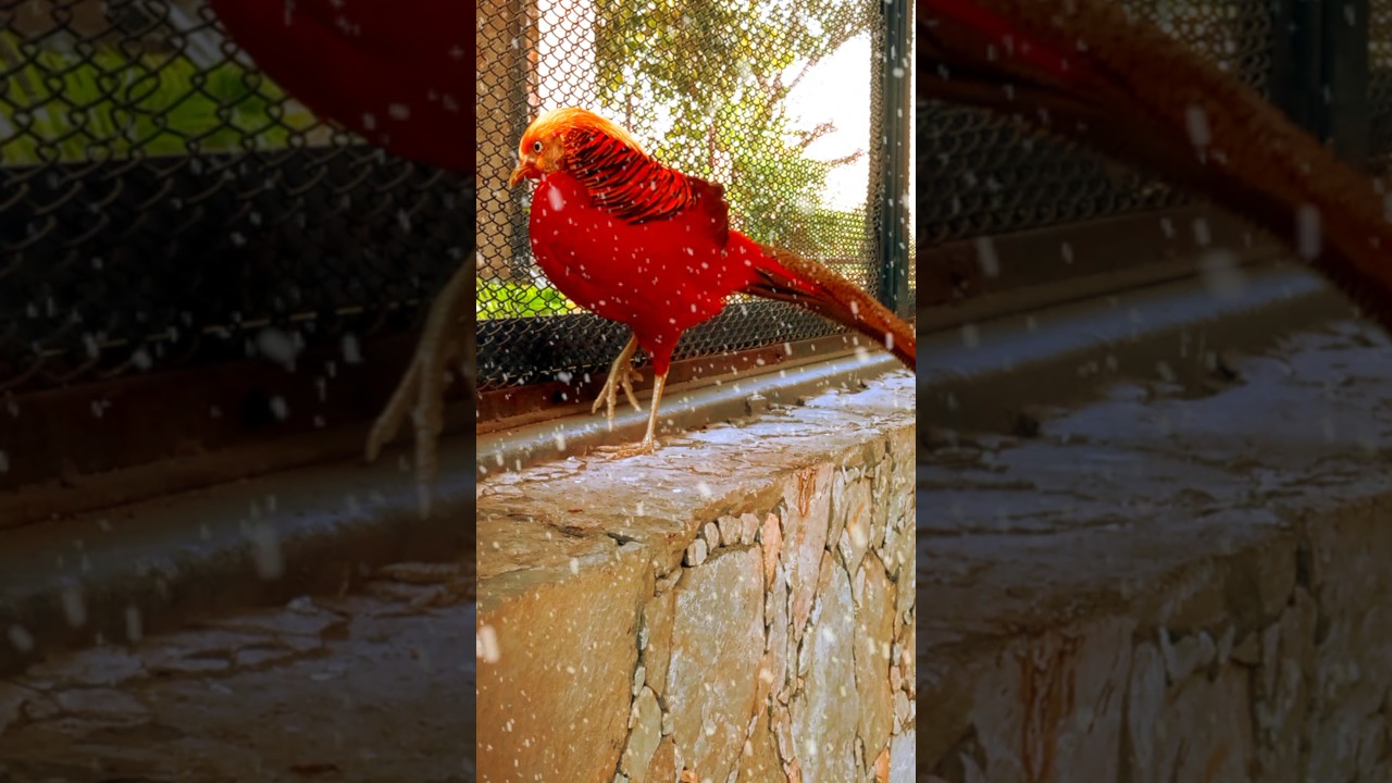 ||birds short video||--cute video#short)) - YouTube