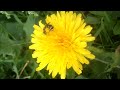Земляная пчела на одуванчике