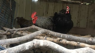 Simple Chicken Farming for Eggs VLOG#7